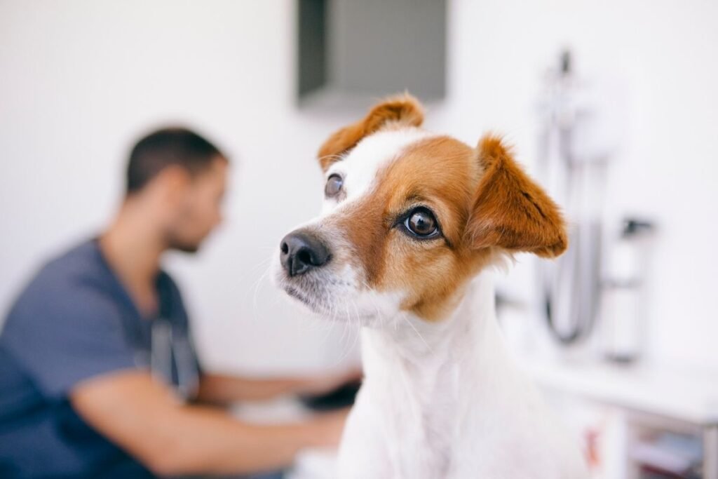 Köpeklerde göz hastalıkları