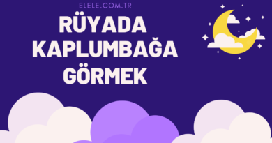 Rüyada Kaplumbağa Görmenin Anlamı Nedir?