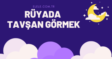 Rüyada Tavşan Görmenin Anlamı Nedir?