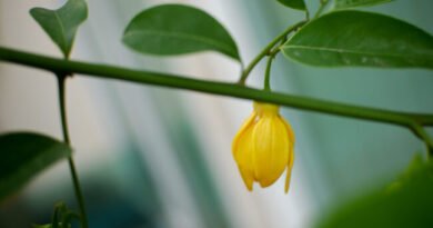 Ylang Ylang Yağının Faydaları Nelerdir?