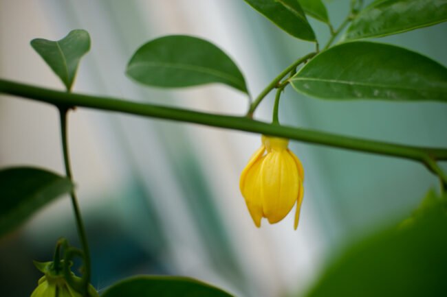 Ylang Ylang Yağının Faydaları Nelerdir?