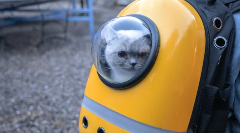 En İyi 8 Kedi Taşıma Çantası Seçenekleri