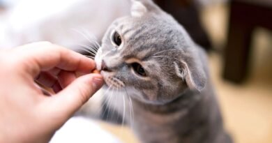 En İyi Kedi Vitaminleri: Markalar ve Öneriler