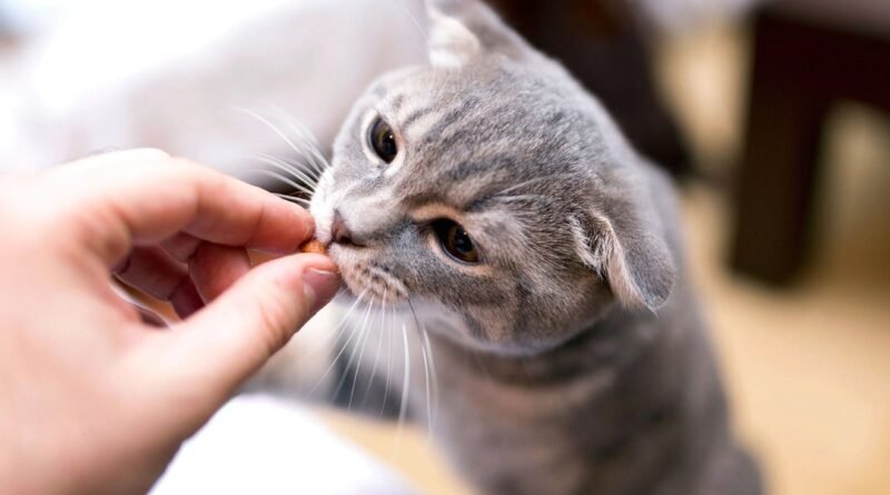 En İyi Kedi Vitaminleri: Markalar ve Öneriler