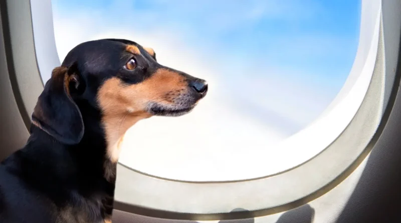 Evcil Hayvanlarla Seyahat Etmenin Yolları