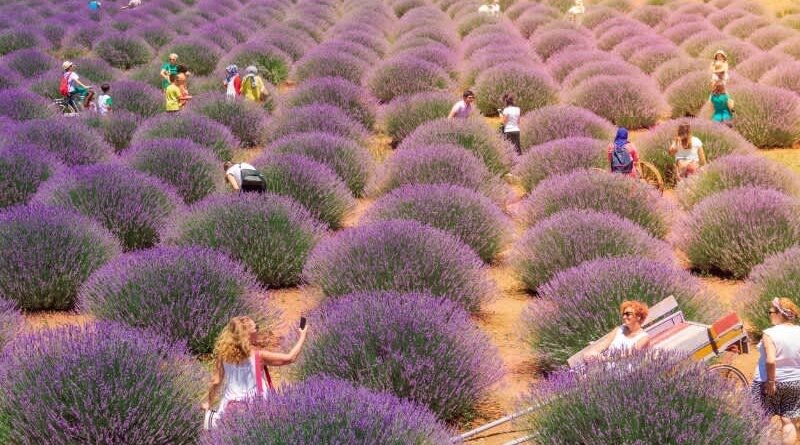 Kuyucak Köyü: Lavanta Esanslı Köy