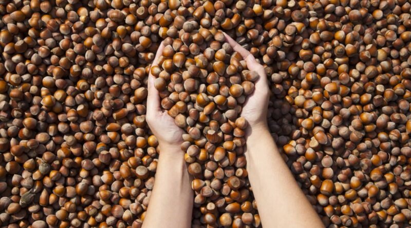 Düzce'de Nerede Ne Yenir?