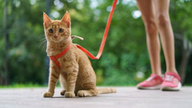 kedi gezdirme tasmaları