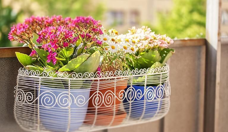 Balkonda Bitki Yetiştirmenin İpuçları (Balkon Bahçeciliği)
