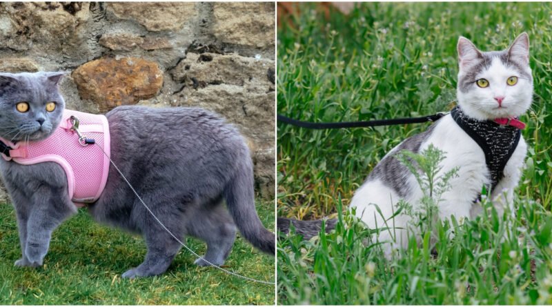 Gezmeyi Seven Kediler İçin: En İyi Kedi Tasması Seçenekleri