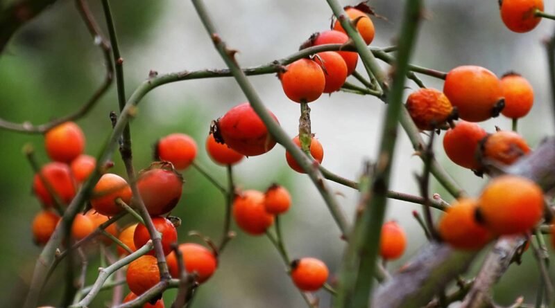 Kütahya'da Nerede Ne Yenilir?