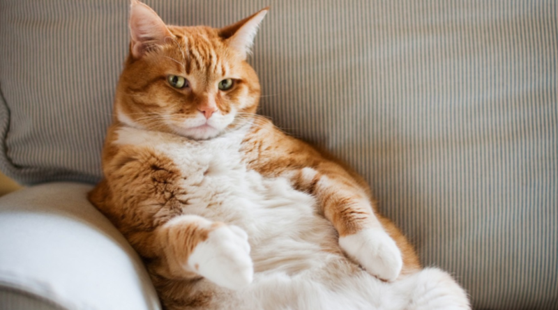 Fit ve Sağlıklı: En İyi Diyet Kedi Mamaları