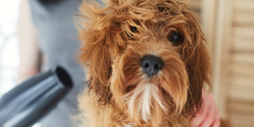 Tüyleriyle Sarılan Sevimli Dostlarımız İçin: En İyi Köpek Şampuanları