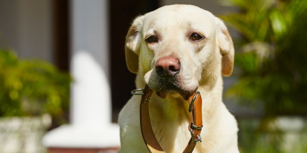 Köpeğinizi Huzur İçinde Gezdirmenin Yolu: En İyi Köpek Tasmaları
