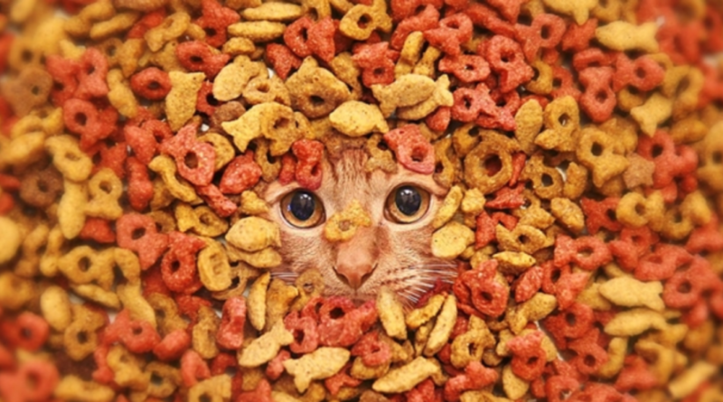 Sevimli Ev Arkadaşlarımız İçin: En İyi Yetişkin ve Yaşlı Kedilere Özel Mamalar