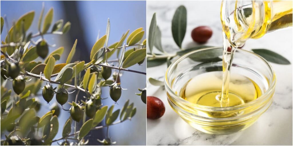 Cilt Bakımının Sırrı: Jojoba Yağı Nedir, Nasıl Faydalanılır?