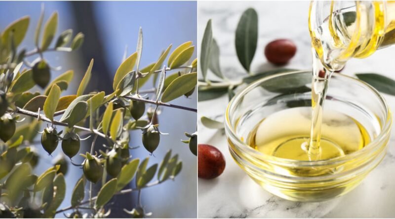 Cilt Bakımının Sırrı: Jojoba Yağı Nedir, Nasıl Faydalanılır?