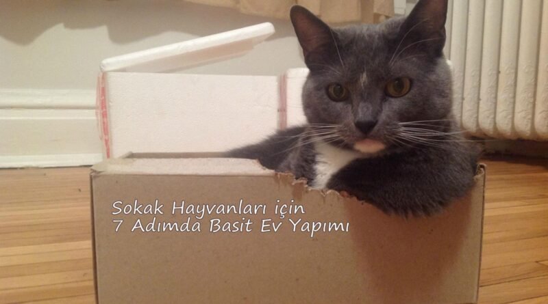 Sokak Hayvanları için 7 Adımda Kolay Ev Yapımı