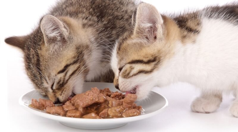 Kedilerin Beslenmesi: En İyi Kedi Yaş Mama Markaları Nelerdir?