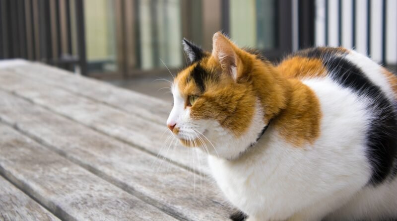 “Tüy Dökme Sorununa Veda! Parlak ve Sağlıklı Tüyler için En İyi Kedi Mamaları”