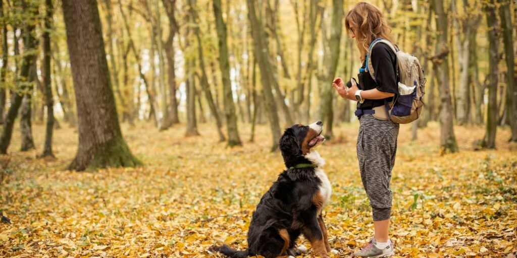 Köpeğinizle Olan Bağınızı Kuvvetlendirecek En İyi Eğitim Araçları