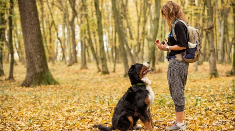Köpeğinizle Olan Bağınızı Kuvvetlendirecek En İyi Eğitim Araçları