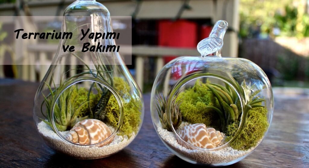 Terrarium Nedir ve Nasıl Yapılır? (Adım Adım Rehber)