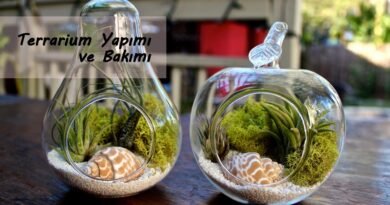 Terrarium Nedir ve Nasıl Yapılır? (Adım Adım Rehber)