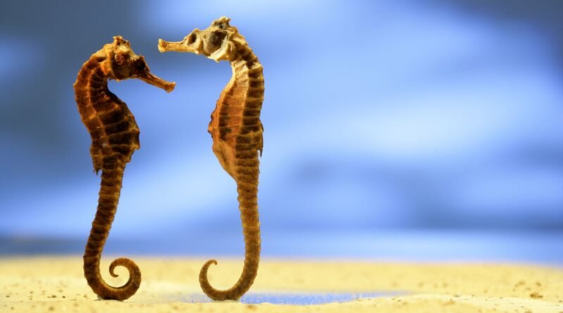 Romantik Hayvanlar | İlişkiler