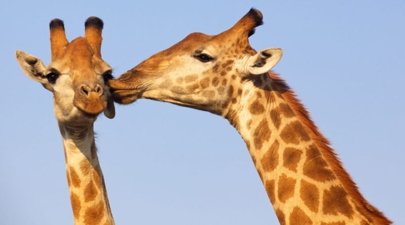 Bağlanma biçiminiz ilişkilerinizi nasıl şekillendiriyor?