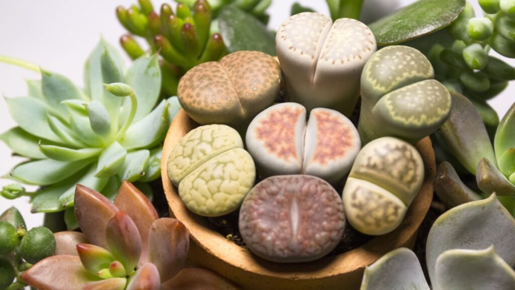 Lithops taş kaktüslerinin bakımı nasıl yapılır?