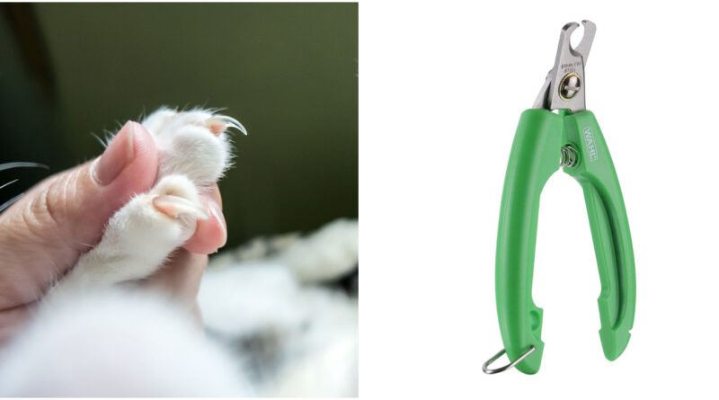 En İyi Kedi Tırnak Kesim Aletleri