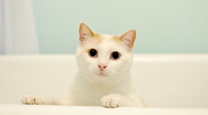 Kedilerin Banyo Rutini: Her Şey ve En İyi Kedi Şampuanları