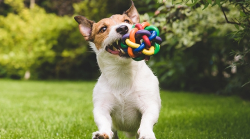 Köpeğiniz Bu Oyuncakları Sevecek: En İyi Köpek Oyuncakları