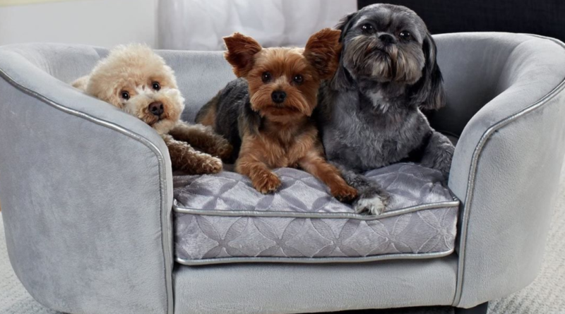 Yumuşacık ve Huzurlu Bir Uyku Sunan En İyi Köpek Yatakları