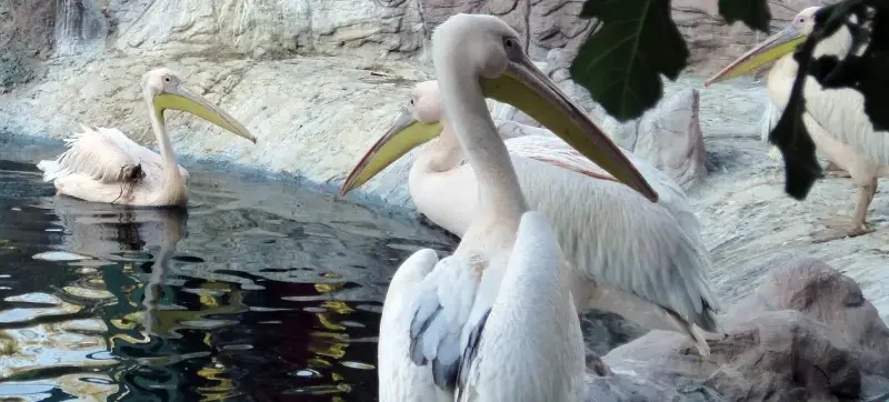 Türkiye'nin En Geniş Hayvanat Bahçesi: Gaziantep Hayvanat Bahçesi