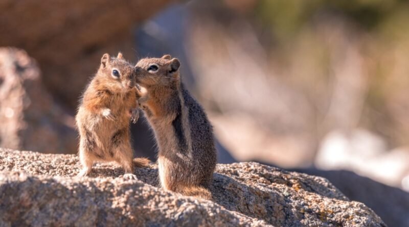 Dedikodu, sandığımız kadar olumsuz bir şey değil!