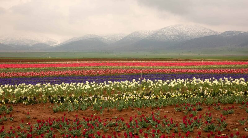 Turkey Culinary Guide: Karaman's Dining Spots and Restaurants