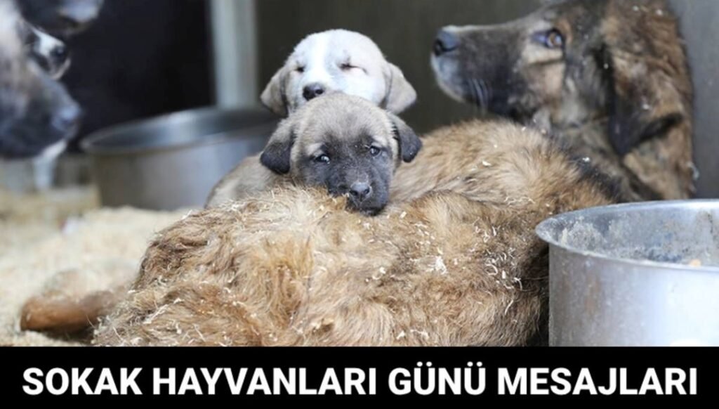 Dünya Sokak Hayvanları Günü Ne Zaman? (Dünya Sokak Hayvanları Günü Mesajları) - Son Dakika Türkiye Haberleri