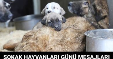 Dünya Sokak Hayvanları Günü Ne Zaman? (Dünya Sokak Hayvanları Günü Mesajları) - Son Dakika Türkiye Haberleri