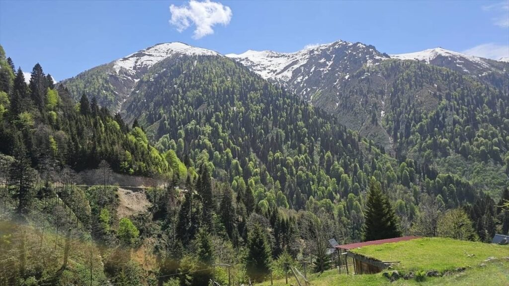 Doğa ile Bütünleşen Bir Atmosfer: Türkiye'nin Eşsiz Yaylaları