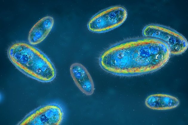 Parazit Nedir? Vücuttaki Parazitlerin Belirtileri Nelerdir?