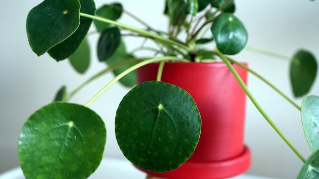 Para çiçeği (Pilea) sembolizmi ve avantajları