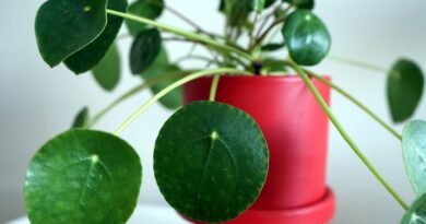Para çiçeği (Pilea) sembolizmi ve avantajları