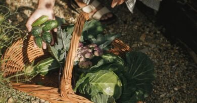 Permakültür nedir ve faydaları nelerdir?