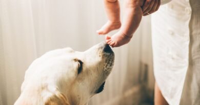Köpekler bebeklerin egzamasını hafifletir mi? | Anne