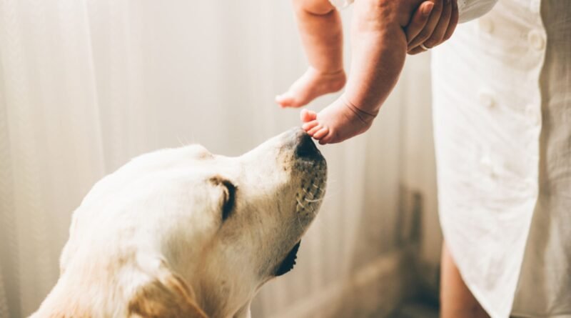 Köpekler bebeklerin egzamasını hafifletir mi? | Anne