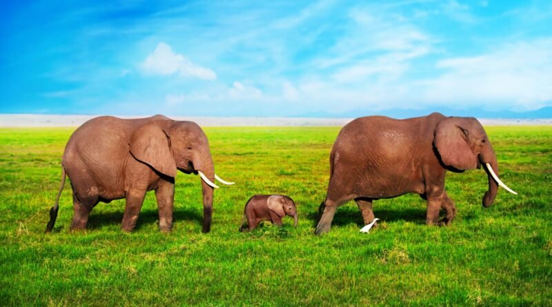 Fil Ebeveynliği Nedir? | Anne