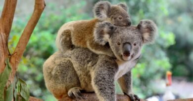 Koala ebeveynliği nedir? | Anne Figürü