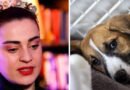 Mezarı Başında Ayrılmayan Köpek Sahiplendi!
